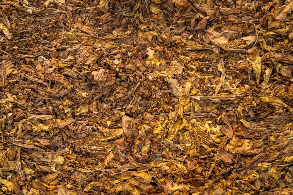 Tutun natural tăiat proaspăt, la găleată